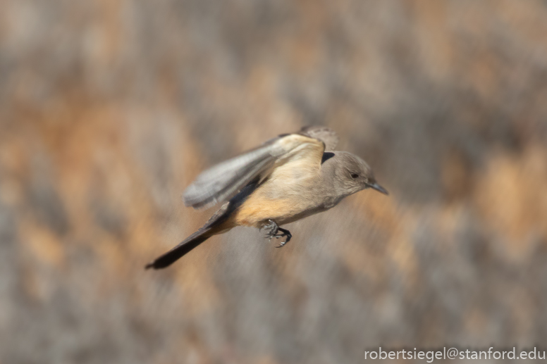 emily renzel wetlands